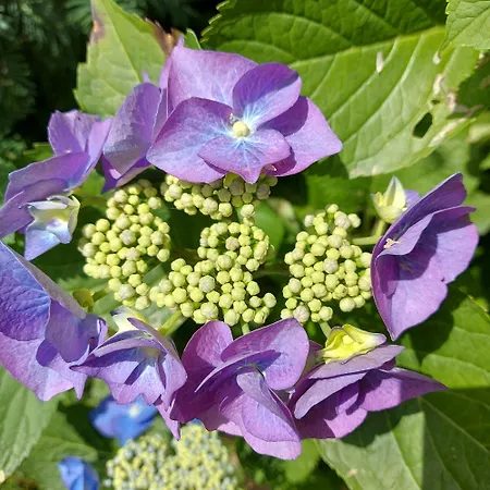 Katernberg Apartmán *