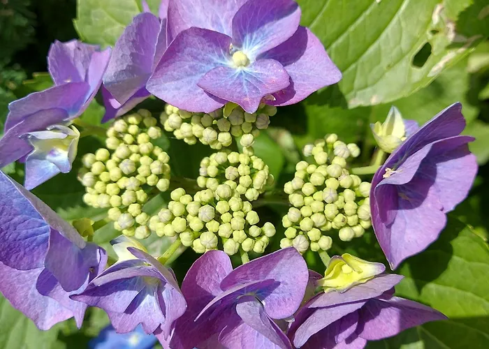 Katernberg Apartman *